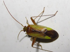 Adelphocoris suturalis