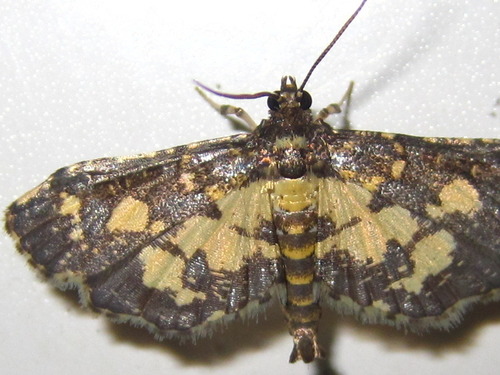 Yellow Blotched Pearl Moth