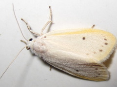 Miltochrista calamina