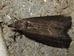 Schrankia separatalis