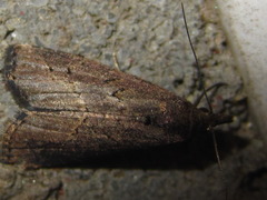 Schrankia separatalis