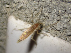 Chaoboridae