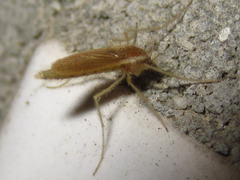 Chaoboridae