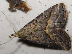 Schrankia separatalis