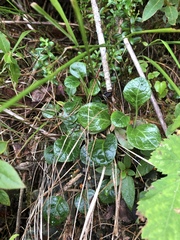 Pyrola morrisonensis