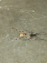 Latrodectus geometricus