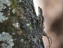 Anolis lemurinus