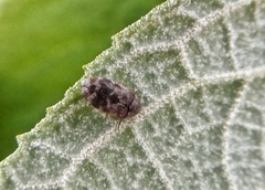 Trogoderma sternale