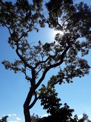 Pterodon emarginatus