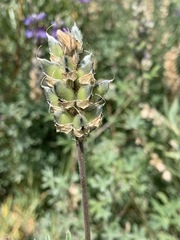 Lupinus lepidus confertus