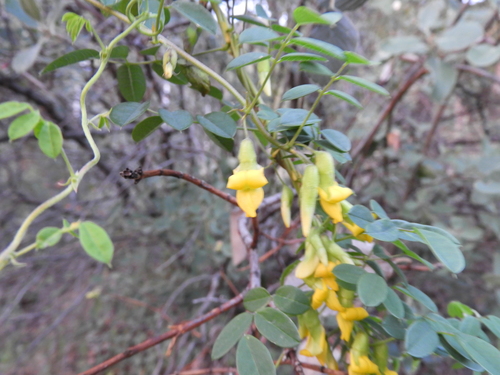 Image of Nissolia platycalyx by (c) Leticia Jiménez Hernández, some rights reserved (CC BY-SA)