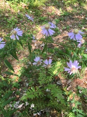 Symphyotrichum retroflexum