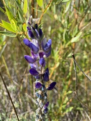 Lupinus lepidus confertus