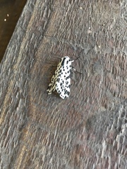 Hypercompe permaculata