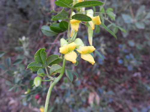 Image of Nissolia platycalyx by (c) Leticia Jiménez Hernández, some rights reserved (CC BY-SA)