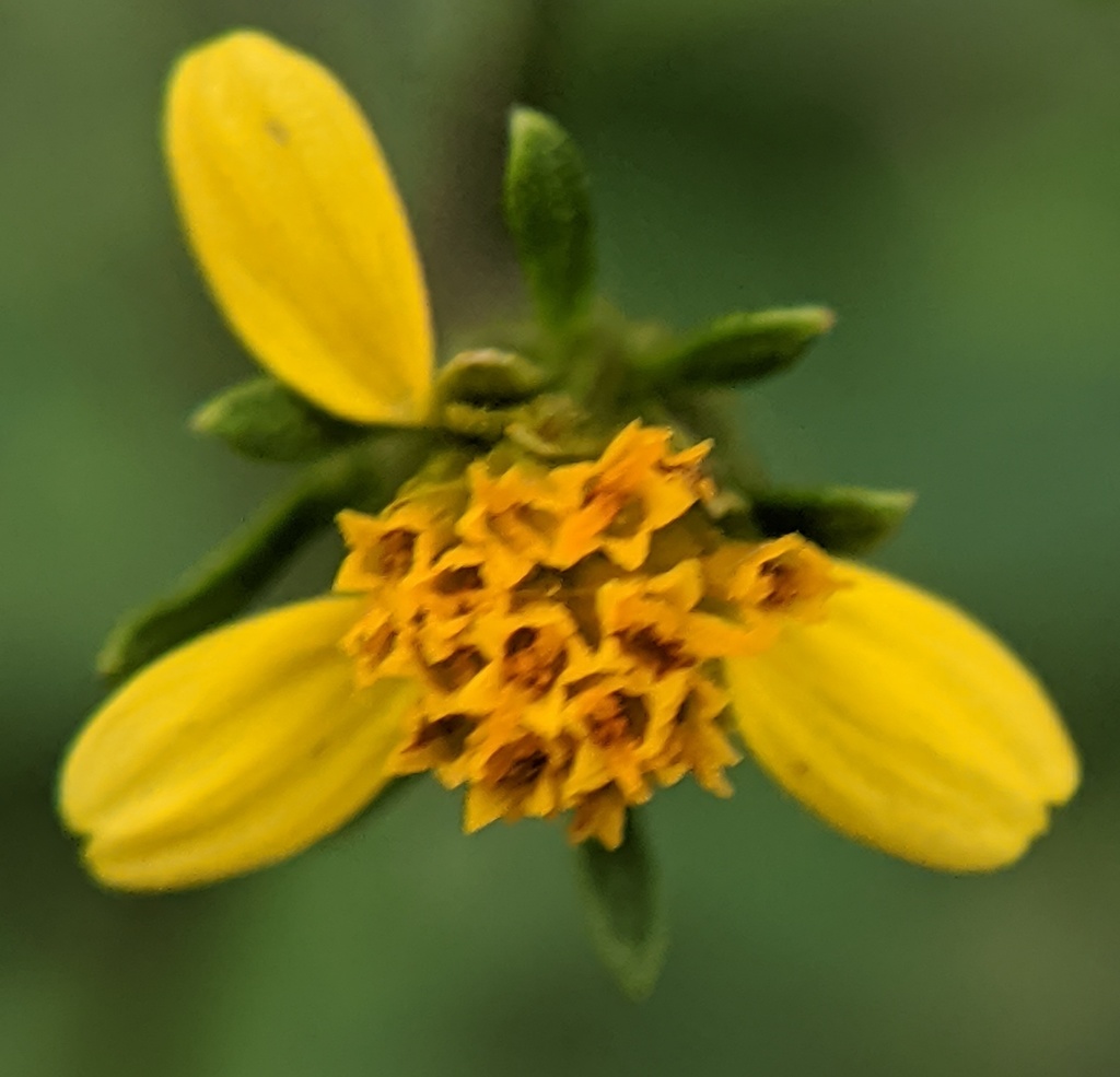 Spanish needles from Midtown, Detroit, MI, USA on September 9, 2020 at