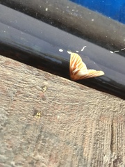 Sabulodes niveostriata