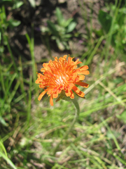 Agoseris aurantiaca