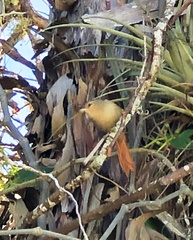 Cranioleuca subcristata
