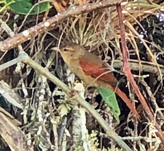 Cranioleuca subcristata