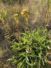Solidago spectabilis