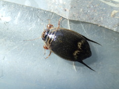 Acilius abbreviatus
