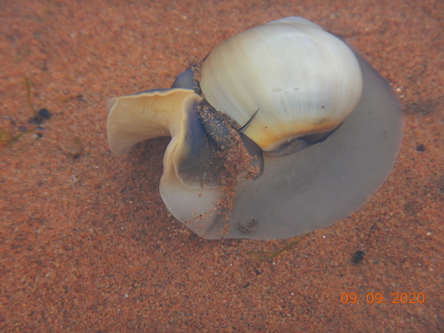Northern Moonsnail