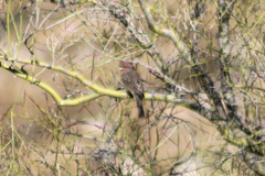 Haemorhous mexicanus