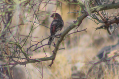 Haemorhous mexicanus