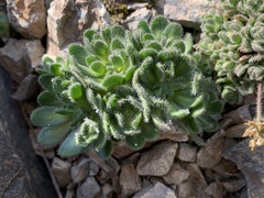 Draba lemmonii