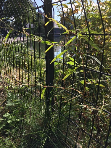 Small water-pepper (Persicaria minor)