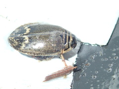 Acilius abbreviatus