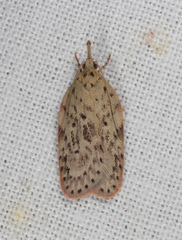 Enchocrates picrophylla