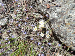 Collinsia torreyi wrightii