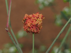 Aculops euphorbicolus