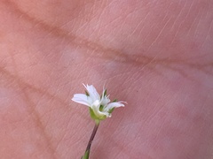 Arenaria lycopodioides