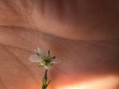 Arenaria lycopodioides