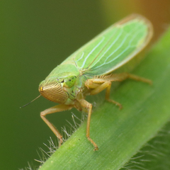 Draeculacephala crassicornis