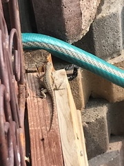 Sceloporus occidentalis