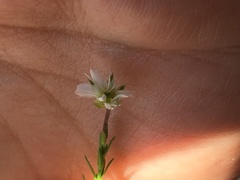Arenaria lycopodioides