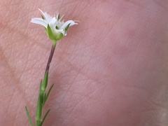 Arenaria lycopodioides