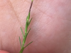 Arenaria lycopodioides