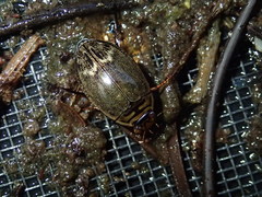 Acilius abbreviatus