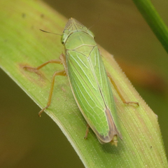 Draeculacephala crassicornis