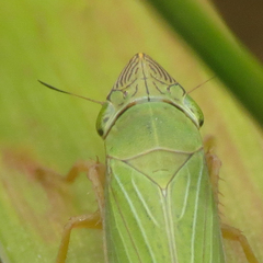 Draeculacephala crassicornis