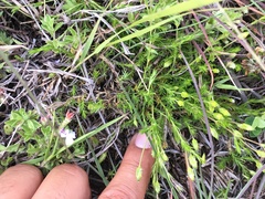 Arenaria lycopodioides