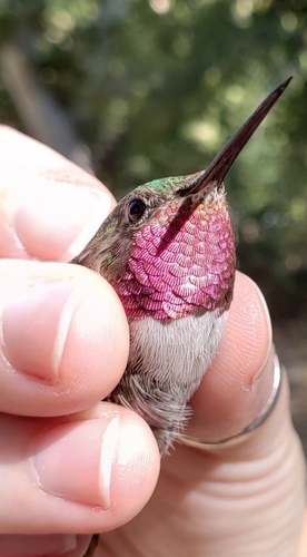 iNaturalist observation 2020-09-04