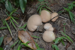 Calvatia rugosa