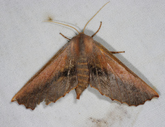 Monoctenia smerintharia
