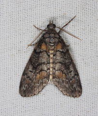 Smyriodes trigramma